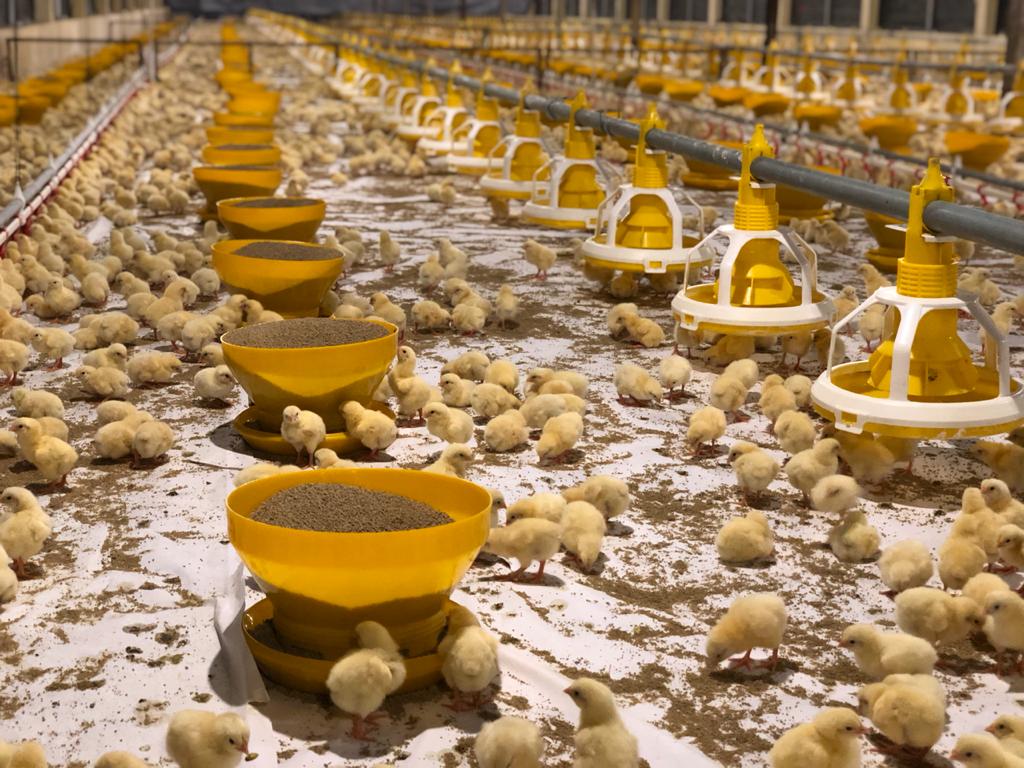 Indonesia Poultry Tech Firm Pitik Raises 14M In Series A Funding Led