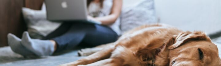 Golden Retriever lying on bed