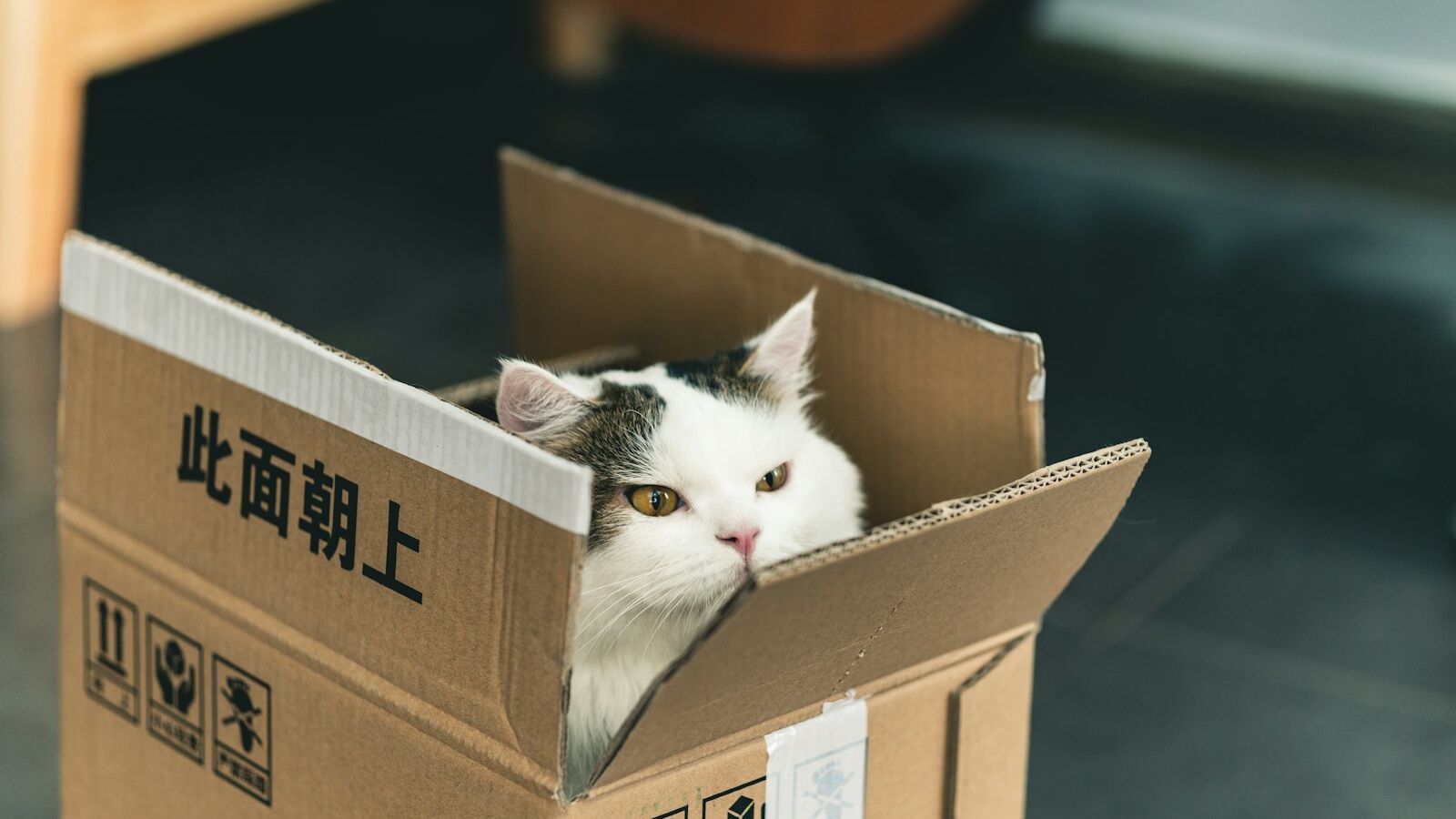 tuxedo cat in brown cardboard box