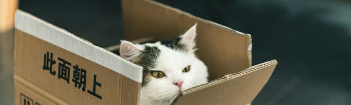 tuxedo cat in brown cardboard box