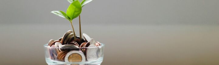 green plant in clear glass cup