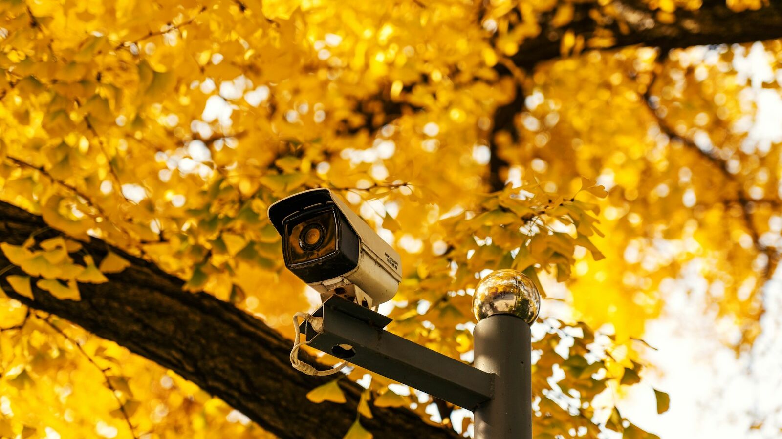 a security camera on a pole in front of a tree