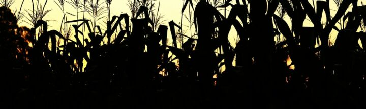 A silhouette of a cornfield at sunset