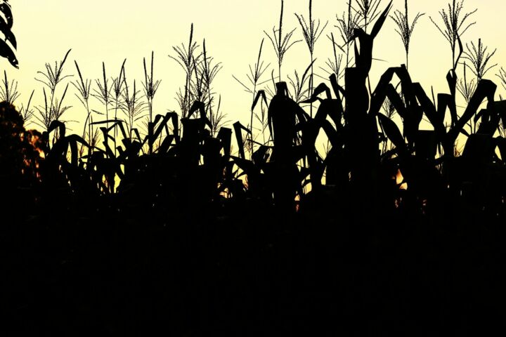 A silhouette of a cornfield at sunset