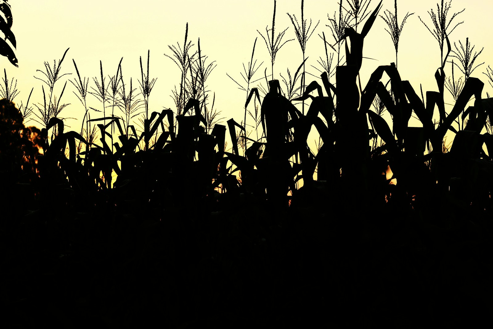 AI in Sustainable Agriculture