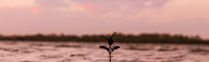 selective-focus of green plant surrounded by water