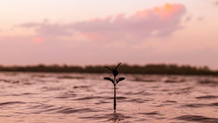 selective-focus of green plant surrounded by water