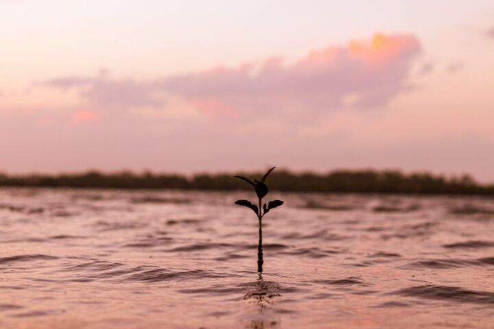 selective-focus of green plant surrounded by water