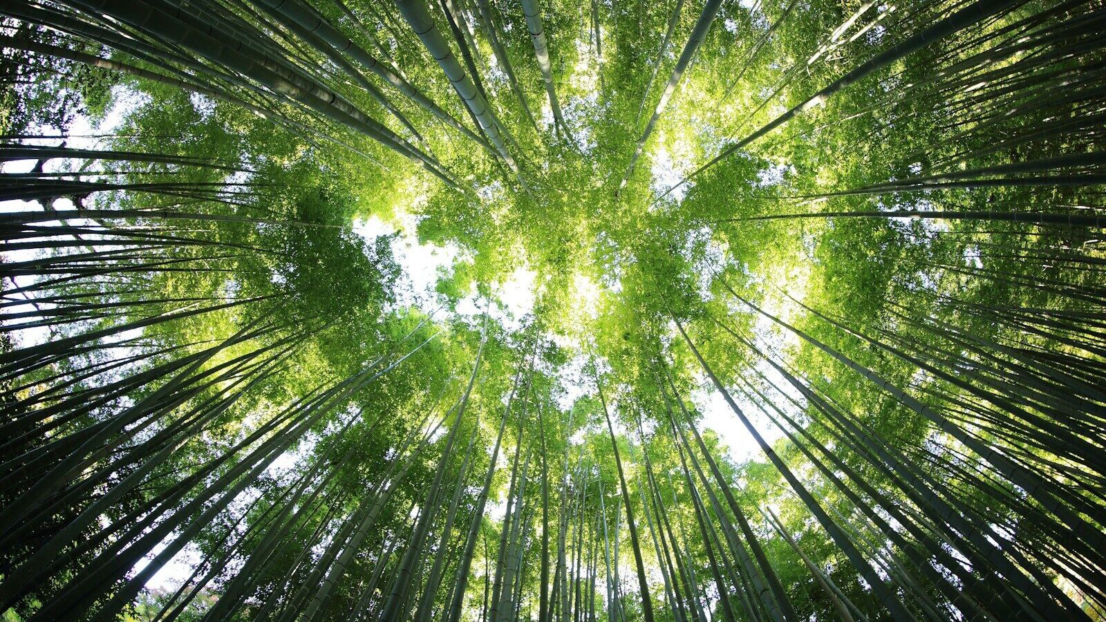 worms eye view of forest during day time