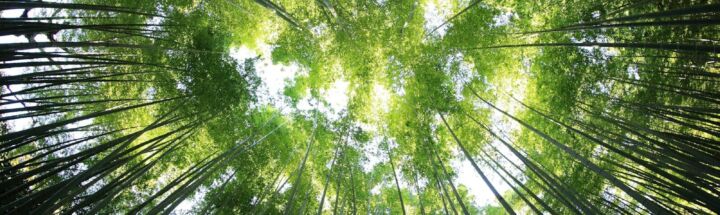 worms eye view of forest during day time